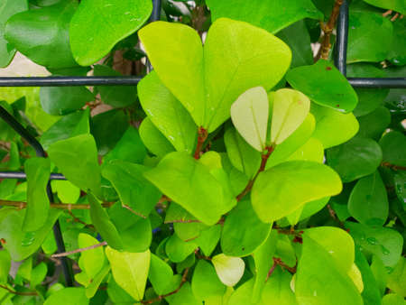 Close up of drops with branch and leaves Ficus benjamina or Sweetheart Tree as a background,...