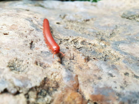 Soft Focus of millipede or millepede on stone (Graphidostreptus, Cylindroiulus, Julidae, Phylum Arthropoda, Class Diplopoda),  Space for text in template.の写真素材