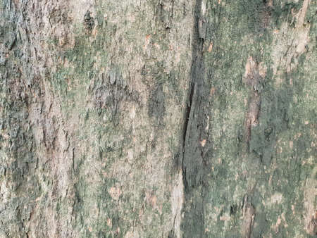 Wood texture background. trunk detail texture background. Bark tree texture wallpaper. Abstract background. Gnarl tree. Space for text in template. Empty concept.の写真素材