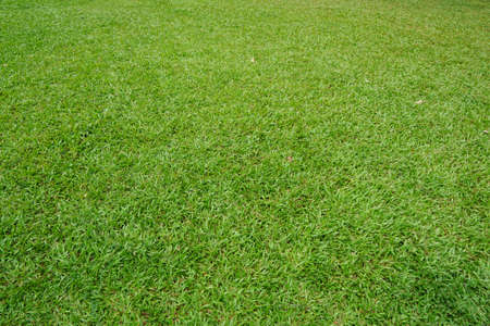 Green background of the ground cover plants. leaves texture. Top view. Natural green concept, Grass...