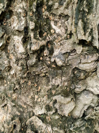 Wood texture background. trunk detail texture background. Bark tree texture wallpaper. Abstract...