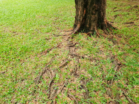 Roots of big tree with green grass on the ground in the forest at Thailand, Abstract background, Space for text in template, Empty concept.の写真素材