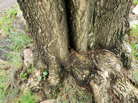 Roots of big tree with green grass on the ground in the forest at Thailand, Abstract background,...