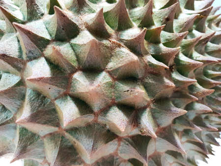 Soft Focus of durian Peel Surface isolated on white background, Tropical fruit, copy space (Malvaceae, Durio, Bombacaceae, Phuang Mani), Top viewの写真素材