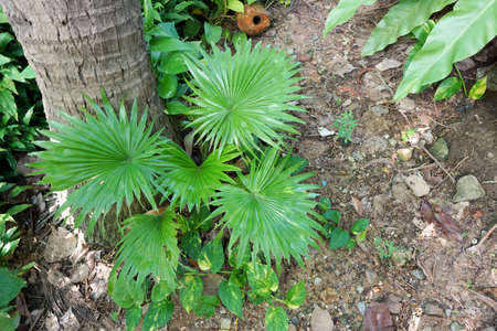 Top view of leaves saw palmetto, Abstract leaves texture, Ecological Concept, Space for text in template (sabal palm, Serenoa repens)の写真素材