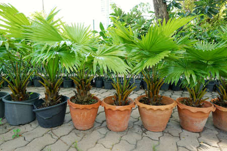 Group of saw palmetto tree, Ecological Concept, Space for text in template (sabal palm, Serenoa repens)の写真素材