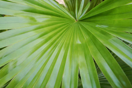 Close up of leaves saw palmetto, Abstract leaves texture, Ecological Concept, Space for text in template (sabal palm, Serenoa repens)の写真素材