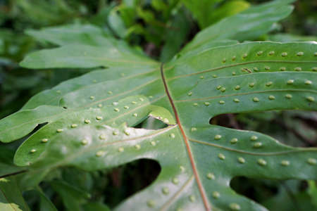 Close up of fern leaves, Sporophyte and Gametophyte, Ecological Conceptの写真素材