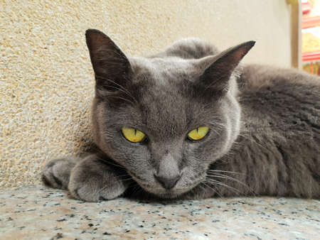 Portrait of grey cat with yellow eyes looking at camera on the floor, Space for text in templateの写真素材