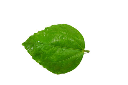 Top view of green leaves isolated on white background, Ecological Concept, Space for text in...