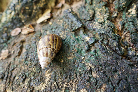 Soft Focus of snail on the trunk tree in forest (Helix pomatia, Burgundy snail), Ecological Concept, Space for text in templateの写真素材