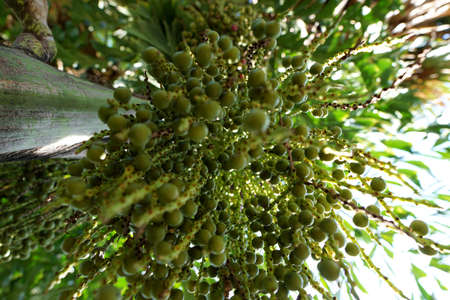 Looking up, Inflorescence of Areca nut palm or Betel Nuts (Supari Plant,Tamil Nadu,ARECACEAE,...