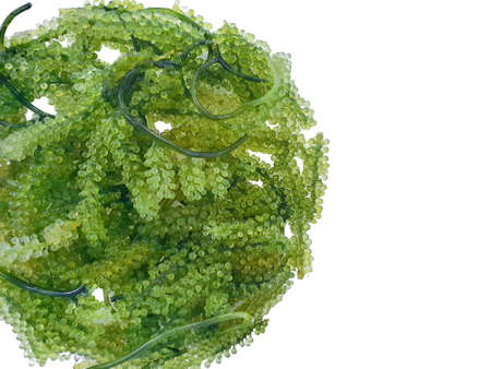 Soft Focus of Sea Grapes or Green Caviar isolated on white background (Lelato, Ararusip, Lato,...