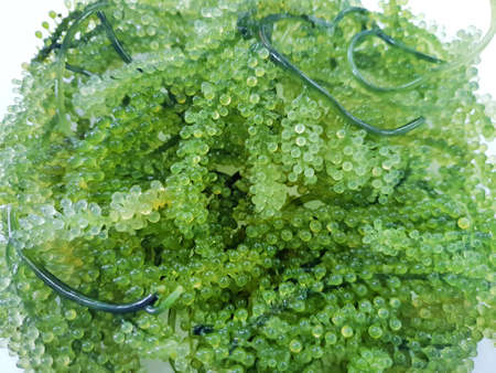 Soft Focus of Sea Grapes or Green Caviar isolated on white background (Lelato, Ararusip, Lato,...