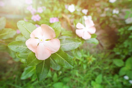 Close up of Periwinkle or Vinca minor flower with sunlight on blurred leaves background (Madagascar,...