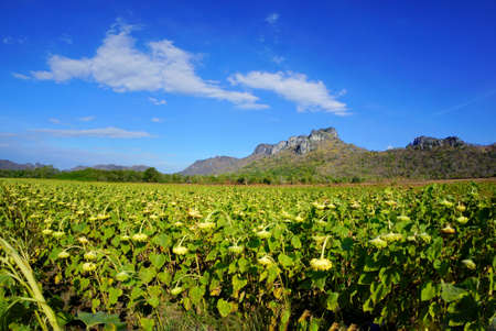 Dried sunflowers field with blue sky, cloud and mountain at Khao Jeen Lae, Lopburi Province in...