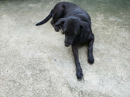 Homeless dog, black color of dog relax on the road, Space for text in template.の写真素材