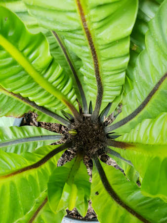 Top view of ferns leaves green background, ground cover plants. Abstract texture background....