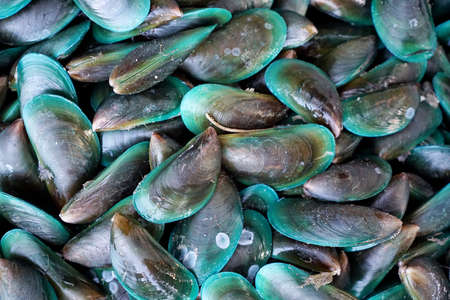Too soft, fresh mussels  in the market at Thailand, Green mussels abstract background, seafood on iceの写真素材