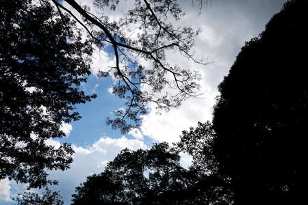Tree silhouette on blue sky and cloud background, beautiful nature blue sky with trees, Looking up...