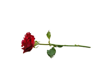 Top view of red rose and leaf on white background, Big red flower, Valentine's Day design, Love concept, wedding invitation, singleの写真素材