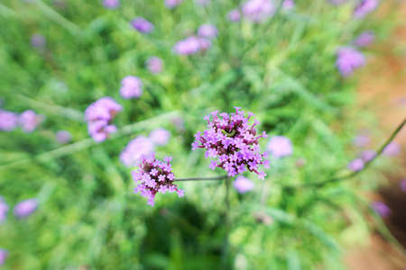 Soft focus of purple flowers in the garden, Verbena flower on blurred branch and leaf as a...