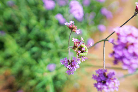 Soft focus of worm on blurred purple flowers in the garden (Verbena bonariensis,Tall Verbena,...