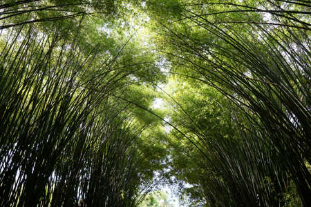 Looking up of bamboo forest with sunlight as a background, Abstract leaves texture, Natural green wallpaper, Ecological Concept,の写真素材