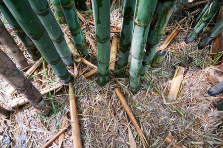 Top view of bamboo on dry leaf as a background, Abstract leaves texture, space for your text, Ecological Conceptの写真素材