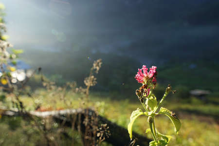 Lantana Flowers camara with sunrise in the morring Thailand (Lantana camara L., Verbenaceae, Cloth of gold, Hedge flower, Weeping lantana, White sage)の写真素材