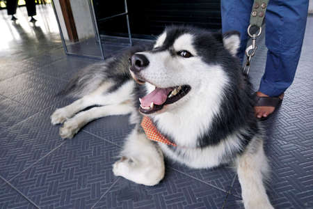 Portrait of siberian husky looking at camera on the floor, Space for text in template, Relaxed dog (Sibirskiy Haski)の写真素材