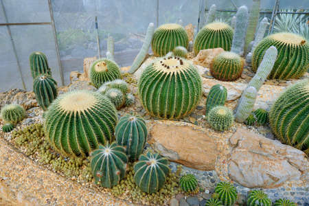 Green cactus or echinocactus grusonii on stone in the botanic garden, Golden barrel cactus, Natural...