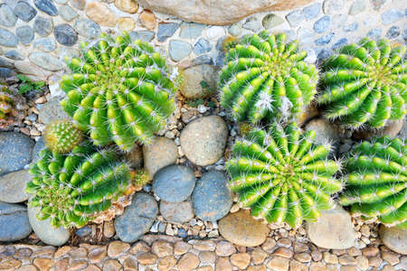 Top view of green cactus or echinopsis calochlora on stone as a background in the botanic garden, thorns of cactus, Natural green wallpaper concept, Abstractの写真素材