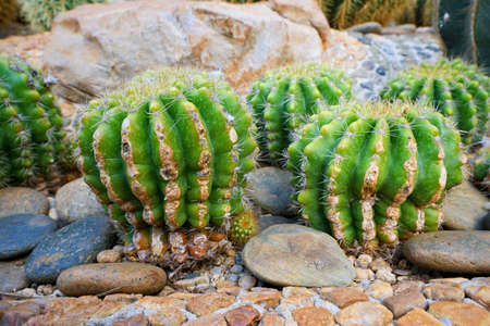 Close up of green cactus or echinopsis calochlora on stone as a background in the botanic garden,...