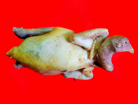 Chinese food, Top view of boiled chicken isolated on red background, Chinese new year foodの写真素材
