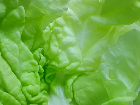 Fresh Chinese cabbage as a background, for cooking or salads, healthy food concept