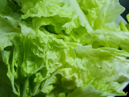 Fresh Chinese cabbage as a background, for cooking or salads, healthy food conceptの写真素材