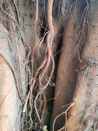 Abstract Roots of big tree, (banyan, Ficus benjamina), nature wallpaper and ecological Concept, Verticalの写真素材