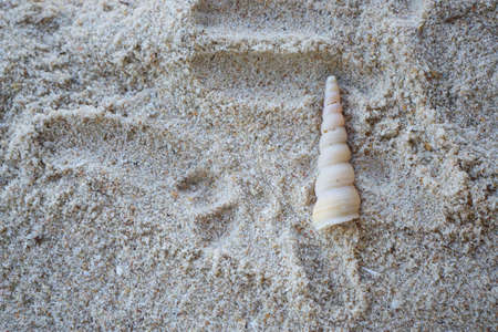 Selective focus of shell on sandy beach as a background, Space for text in template, Top view