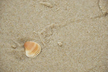 Selective focus of shells on sand beach as a background, Sandy beach for background, space for your...