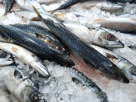 Top view of fresh mackerel or saba on ice for sale in the fish market at Thailand, seafood as a background (shot-bodied mackerel, Rastrelliger brachysoma, Ikan Temenung, Rumahan, Kembung Pelaling), reの写真素材