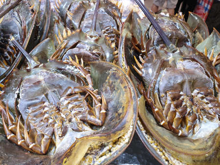 Top view of fresh horseshoe crab for sale in the fish market, use for cook, as a background