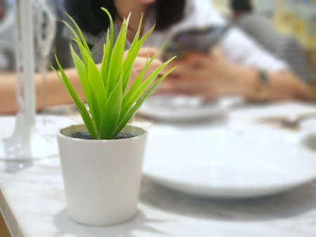 Selective focus of mini tree in white pot on the table in restaurant, on blurred women as a background, Space for your textの写真素材