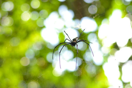 Spider in its web with blurry backgroundの写真素材