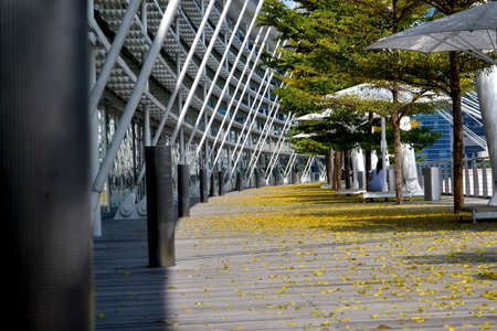 City park with tree and walk path with fallen leaves