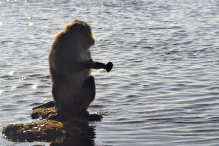 Silhouette of monkey on the waterの写真素材