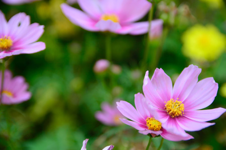 Beautiful cosmos flower with green background.の写真素材