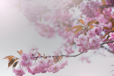 Abstract soft of pink cherry blossom flower for background using.の写真素材