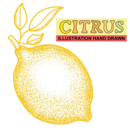 hand drawn citrusのイラスト素材