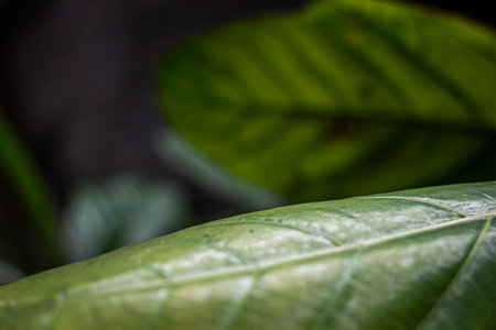 Close up of green leaf with blur background. (Selective focus)